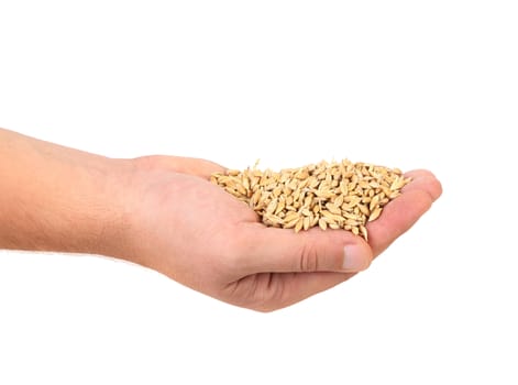 Handful of wheat grain. Isolated on a white background.