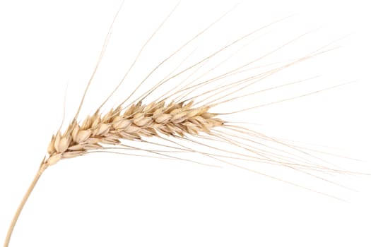 Ear of wheat. Isolated on a white background.