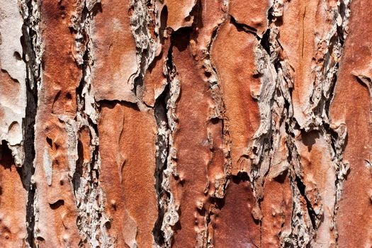 Old tree bark texture