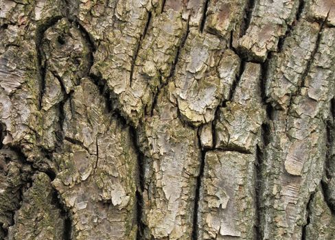 close up of bark of tree