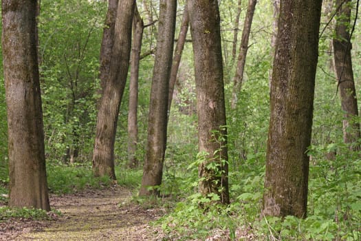 path among trees in park