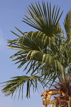 leaves of palm tree over blue sky