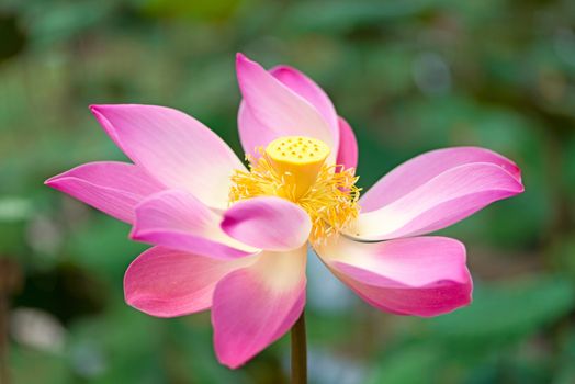 Lotus flower blossoming and lotus leaves plants in a pond