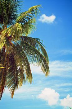 Beautiful Palm Tree Leafs on Blue Sky background