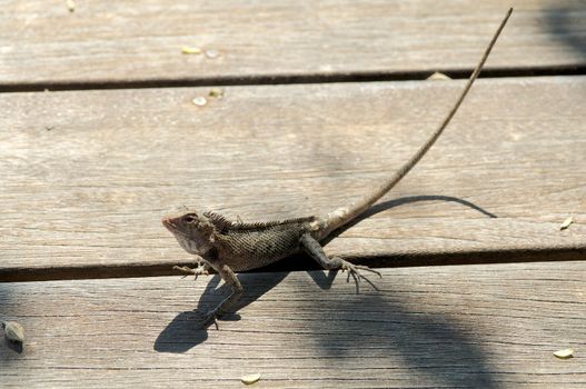 Lizard Iguana and her Shadow closeup on Plank Wood background