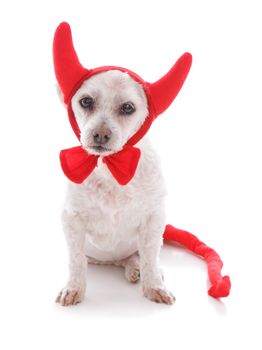 A white pet dog wearing red velvet devil horns, tail and bow tie.  Concept, halloween or party costume.  White background.