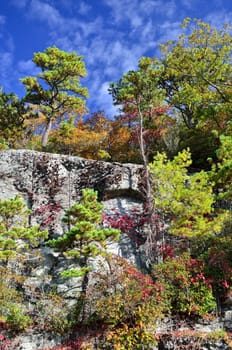 Pines and deciduous tree thriving on a highway rock cutout cliff