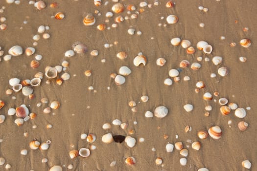 Seashells background