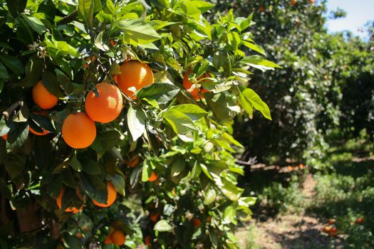 Orange tree