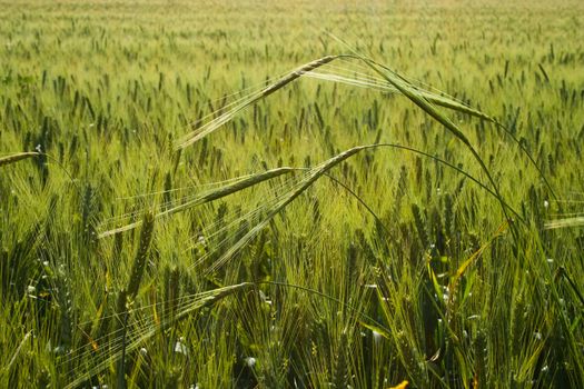 Green wheat field