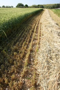 Green wheat field