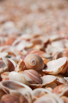 Seashells