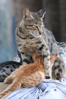Protective cat with two kittens