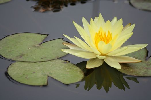 Water Lily in a pond