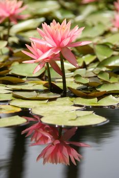 Water Lily in a pond