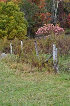 A countryside fall landscape includes a soft pink tree