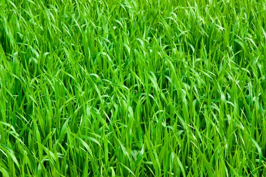 Green grass background