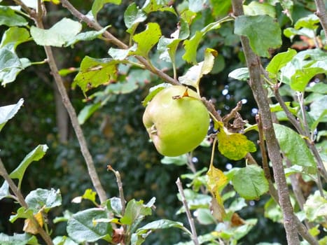 Fresh green apple growing on a tree