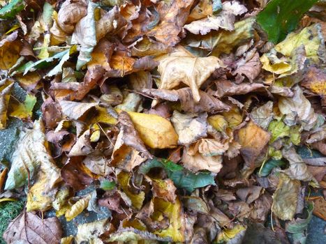 Pile of brown fallen leaves as a background