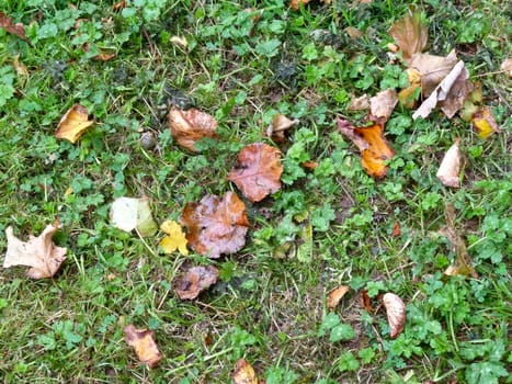Fallen brown leaves on a grassy surface