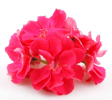 Pelargonium Isolated On White