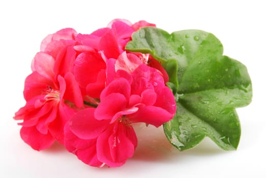 Pelargonium Isolated On White