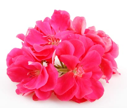 Pelargonium Isolated On White