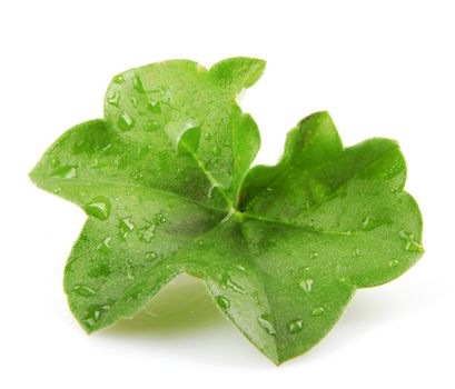 Green Leaf Isolated On White