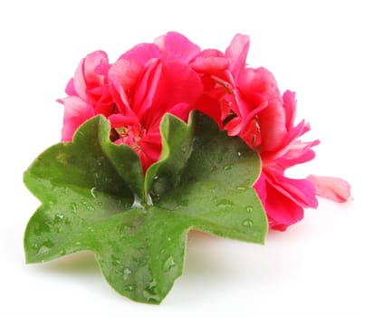 Pelargonium Isolated On White