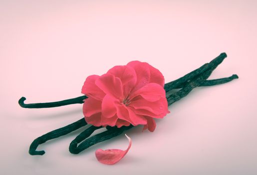 Vanilla Bean And Flower