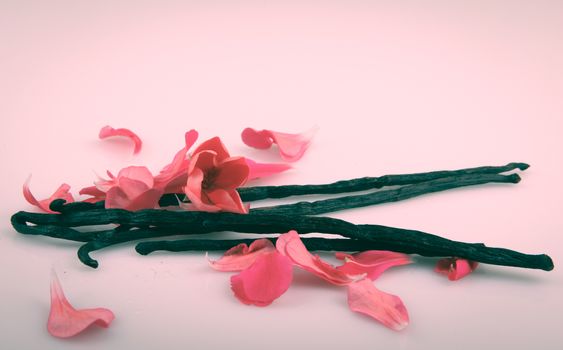Vanilla Bean And Flower