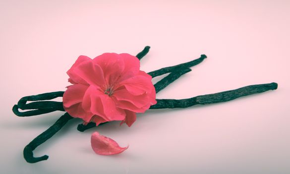 Vanilla Bean And Flower