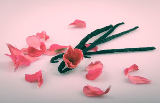 Vanilla Bean And Flower