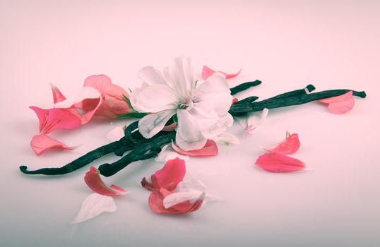 Vanilla Bean And Flower