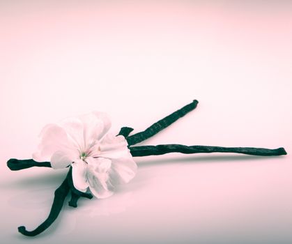 Vanilla Bean And Flower