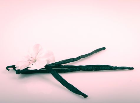 Vanilla Bean And Flower