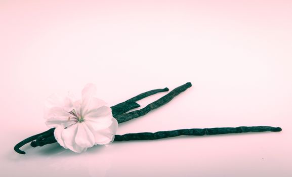 Vanilla Bean And Flower