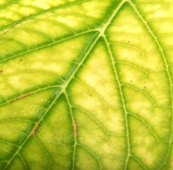 Green Leaf Background