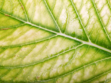 Green Leaf Background