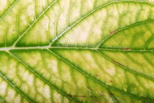Green Leaf Background