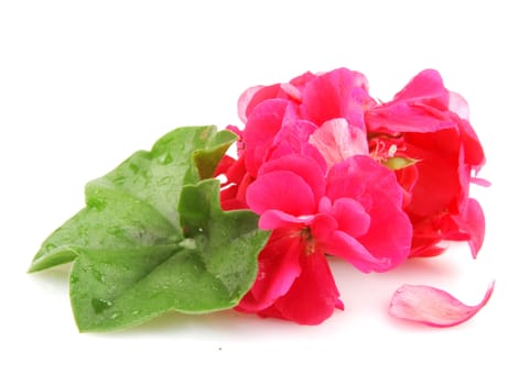 Pelargonium Isolated On White