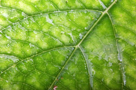 Green Leaf Background
