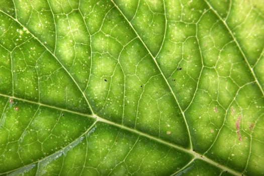 Green Leaf Background