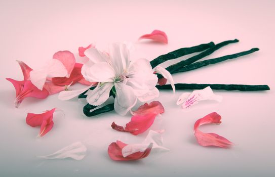 Vanilla Bean And Flower