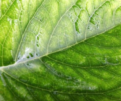 Green Leaf Background