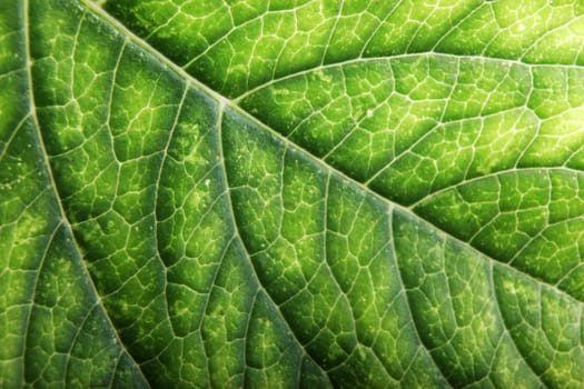 Green Leaf Background