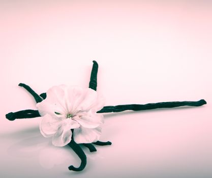 Vanilla Bean And Flower
