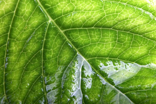 Green Leaf Background