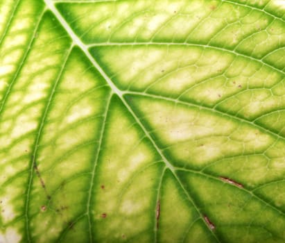 Green Leaf Background