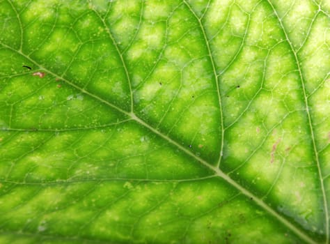 Green Leaf Background